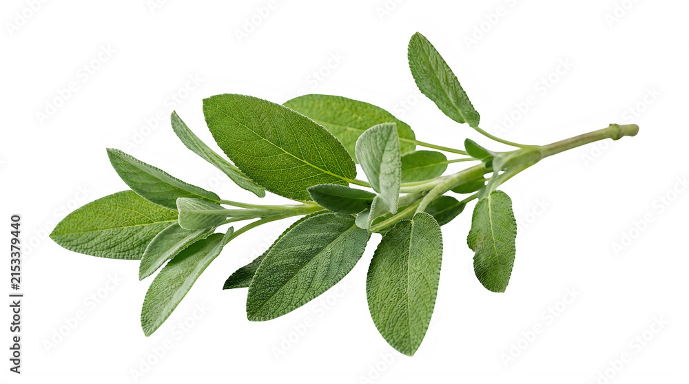Fototapeta premium Fresh green sage herb sprig with water droplets isolated on white background