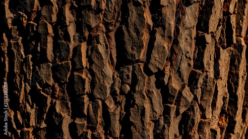 Detailed macro of textured brown tree bark with strong sunlight and shadow contrast rough cracked
