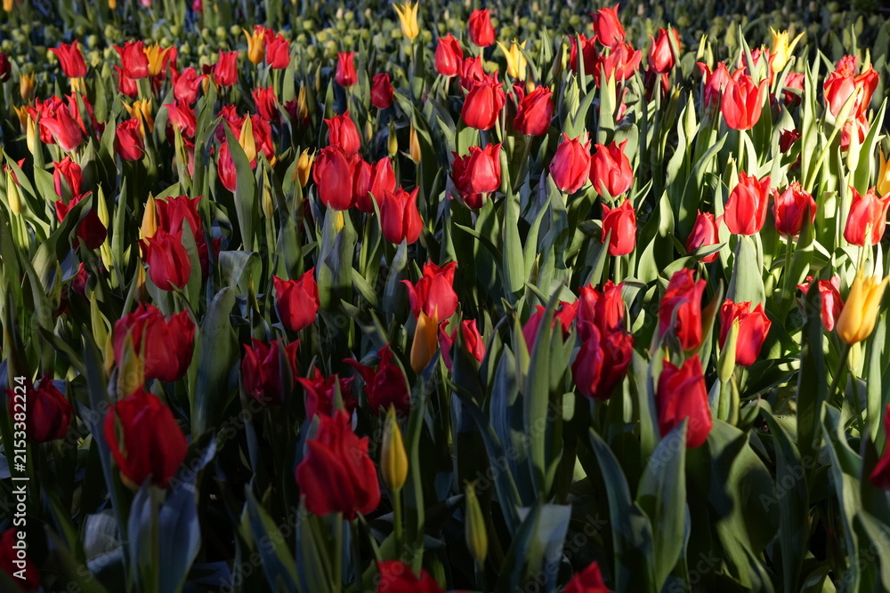 Obraz premium Red and Yellow Tulips in a Garden