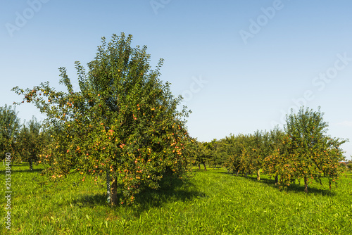 Autumn scene in rural Switzerland with apple trees bearing ripe fruit in a meadow, ready for harvest. The Canton of Thurgau is an important apple-growing region in Switzerland.
