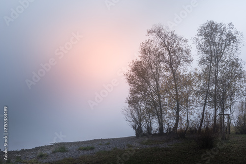 Misty lakeshore with trees on Lake Constance, Wangen, Hoeri Peninsula, Germany, Germany