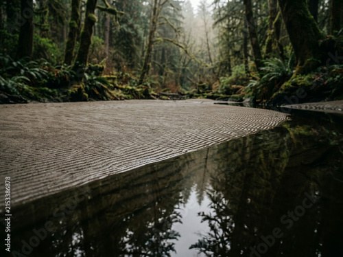 Shallow slow moving stream crossing a dense mossy forest beneath overcast skies