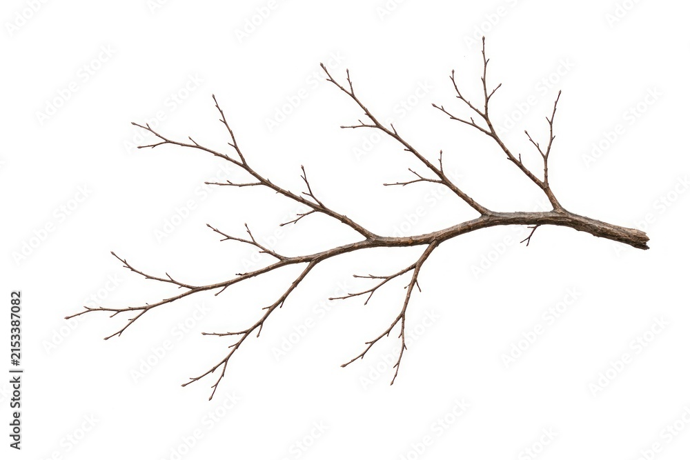Obraz premium Bare tree branch isolated on white background