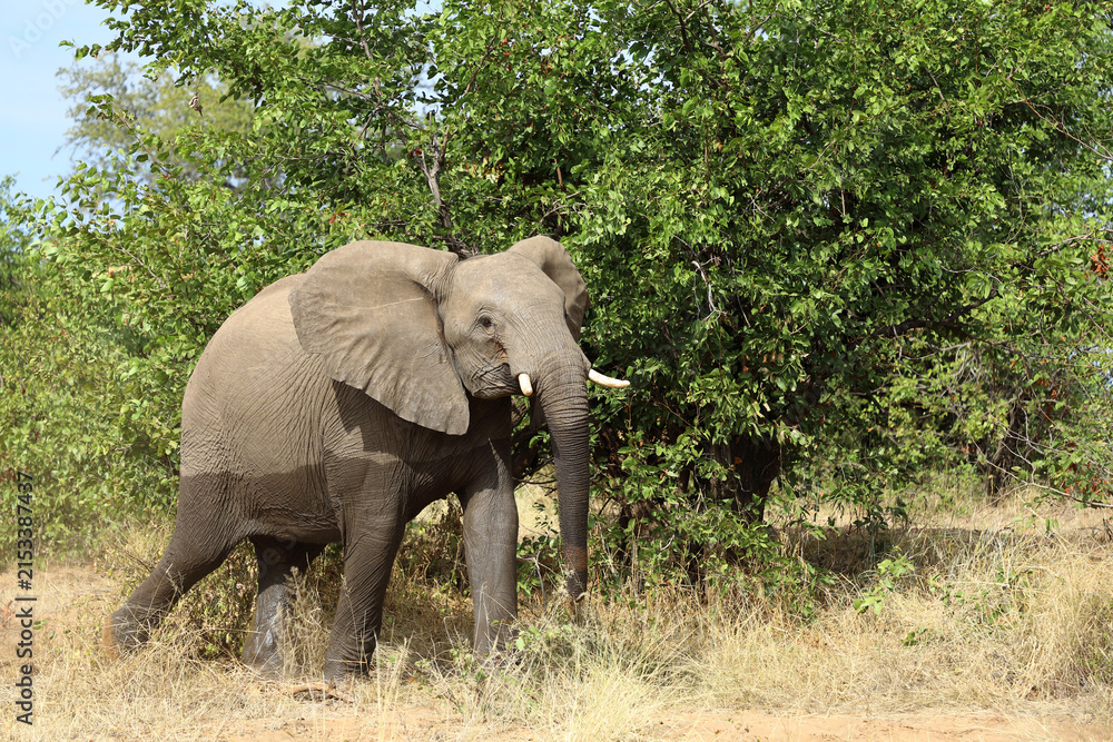 Fototapeta premium Afrikanischer Elefant / African elephant / Loxodonta africana