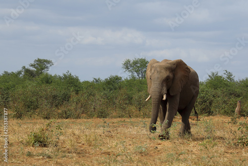 Canvas Print Afrikanischer Elefant / African elephant / Loxodonta africana
