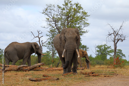 Canvas Print Afrikanischer Elefant / African elephant / Loxodonta africana