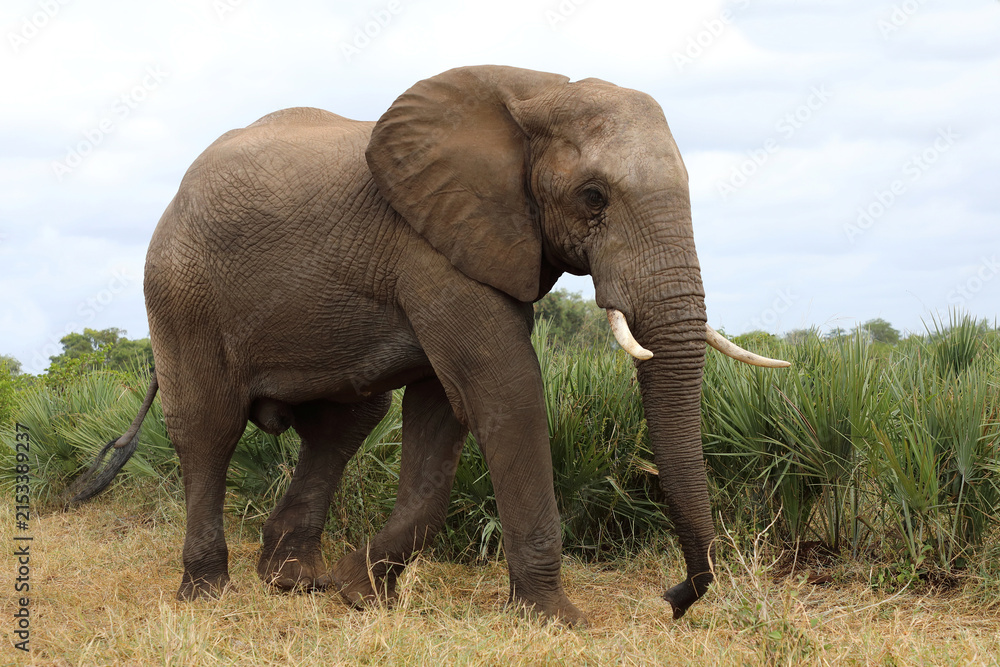 Fototapeta premium Afrikanischer Elefant / African elephant / Loxodonta africana