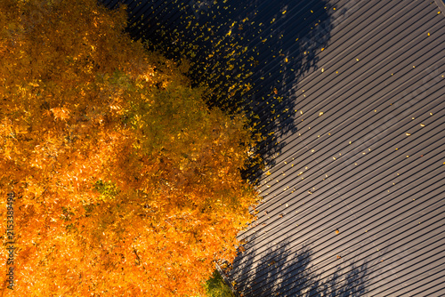 Aerial top-down perspective of vibrant golden yellow autumn foliage (Betula pendula) contrasting against dark corrugated metal roof bathed in warm afternoon sunlight.