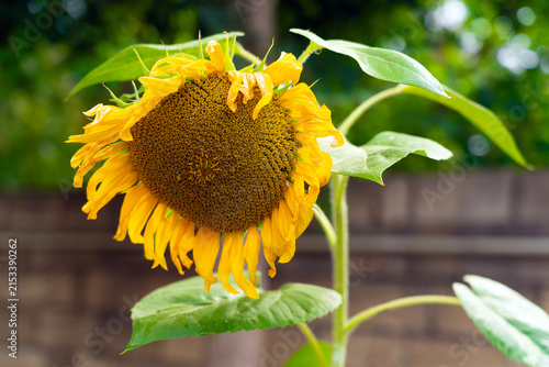 Blooming sunflower in garden