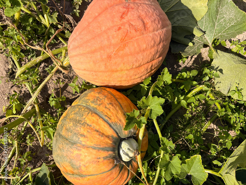 Growing pumpkins in a home garden. A large orange pumpkin is ripening in the garden.