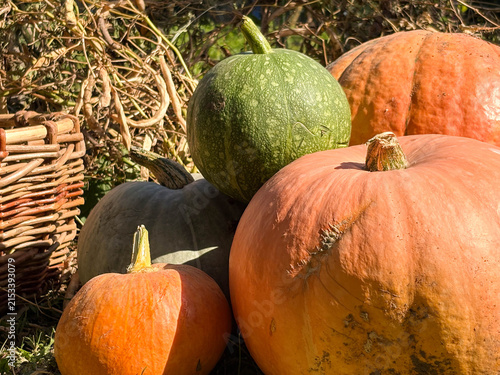 Top view of pumpkins and squashes with beautiful shadow from the sun. Autumn vegetable background.