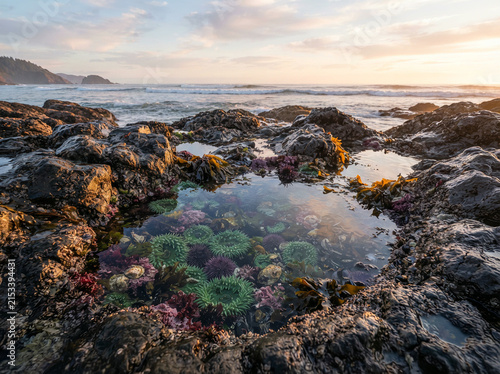 Colorful sea urchins visible in a clear tidal pool among dark coastal rocks