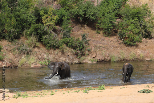 Obraz na plátně Afrikanischer Elefant im Mphongolo River/ African elephant in the Mphongolo Rive
