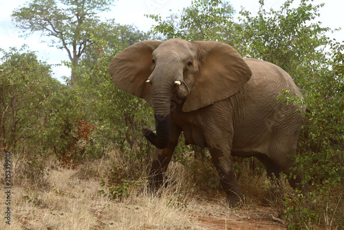 Canvas Print Afrikanischer Elefant / African elephant / Loxodonta africana