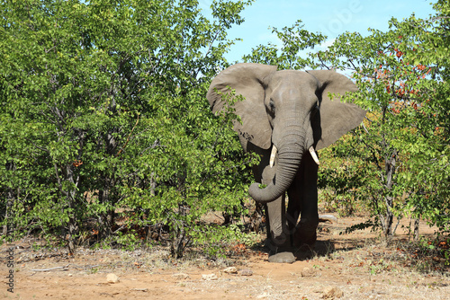 Photography Afrikanischer Elefant / African elephant / Loxodonta africana