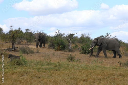 Photography Afrikanischer Elefant / African elephant / Loxodonta africana