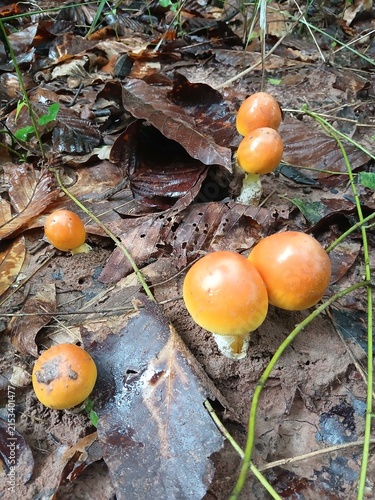 Cluster of Orange Cap Mushrooms in Forest Floor: A cluster of small, bright orange-capped mushrooms sprouts from the damp, leaf-strewn forest floor, nestled amongst fallen leaves and twigs.