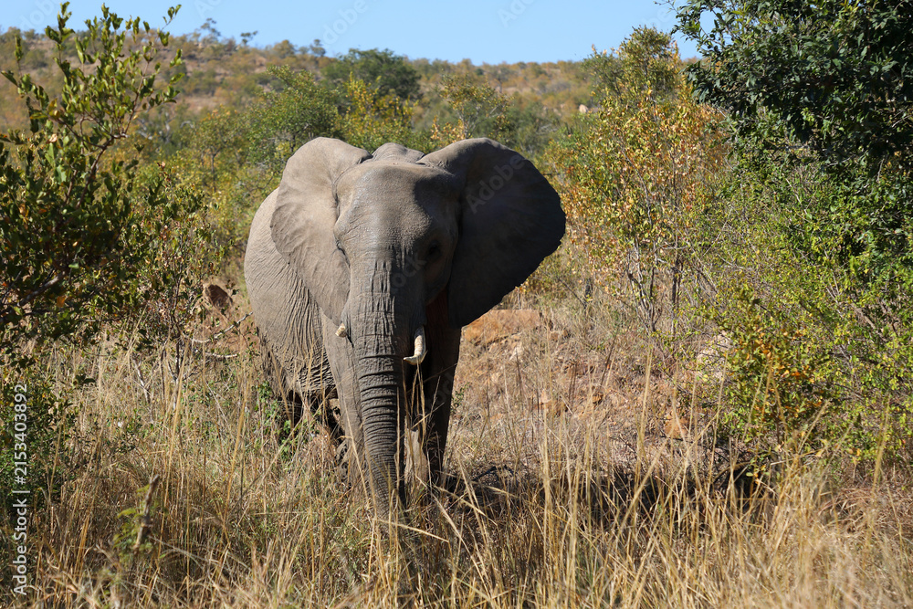 Fototapeta premium Afrikanischer Elefant / African elephant / Loxodonta africana