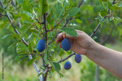 Fotografía Blue plums growing on a young plum tree, with a hand gently holding the fruit among fresh green leaves in an orchard