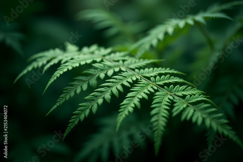 fern leaf in the forest