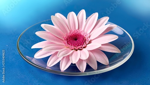 pink gerber daisy in bowl