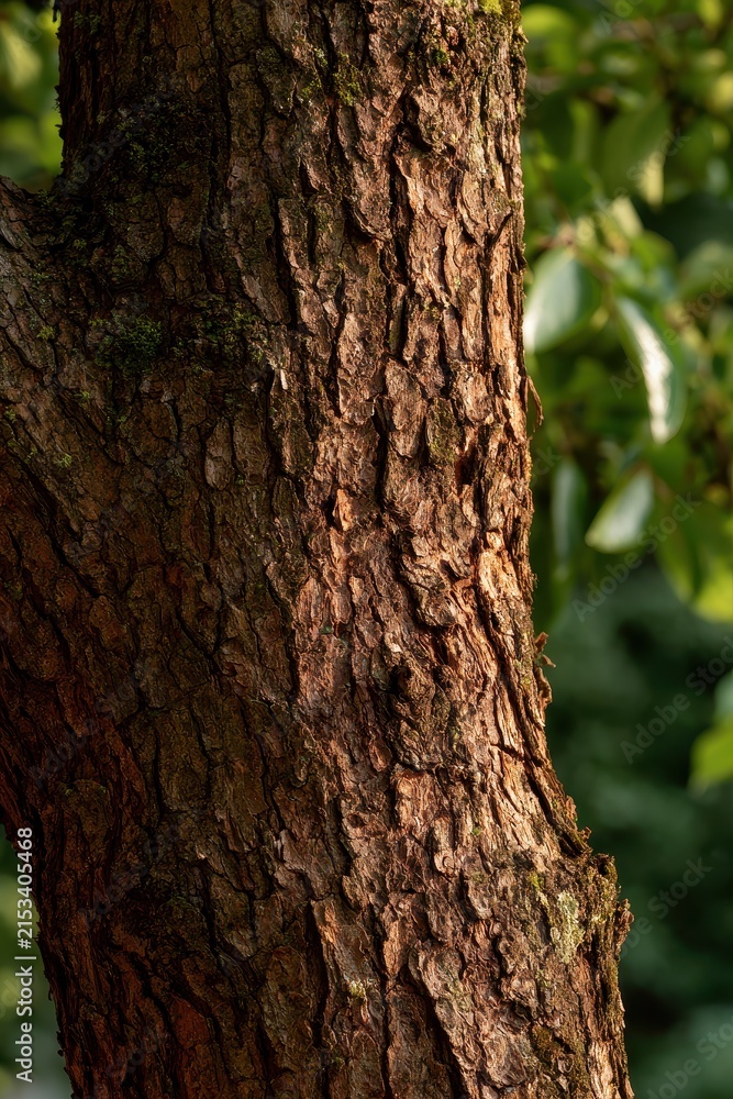 Obraz premium Natural detail of Diospyros virginiana bark with soft garden background
