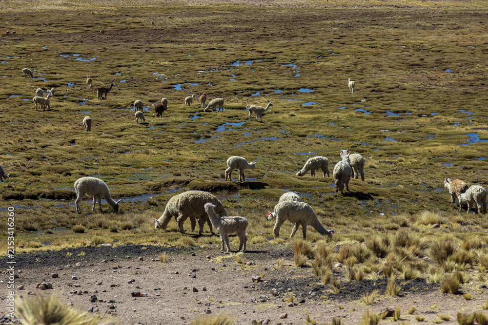 Obraz premium Alpacas grazing across the highland plains near Salinas and Aguada Blanca, Peru