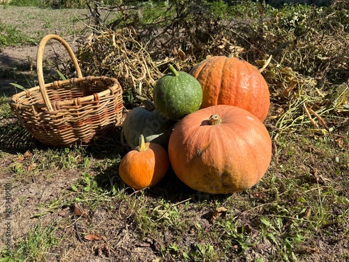 A large and small ripe orange pumpkins in a vegetable garden