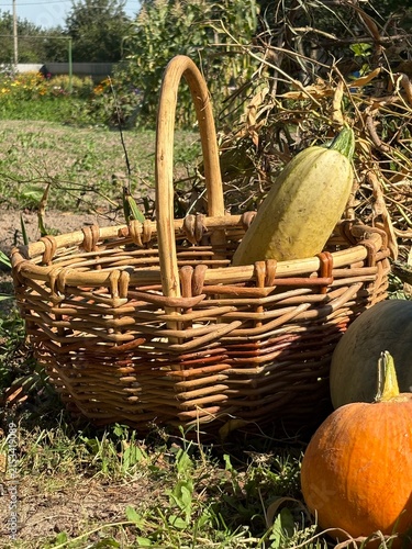 Melon harvest. Countryside scene with pumpkins piled next to a wicker basket.