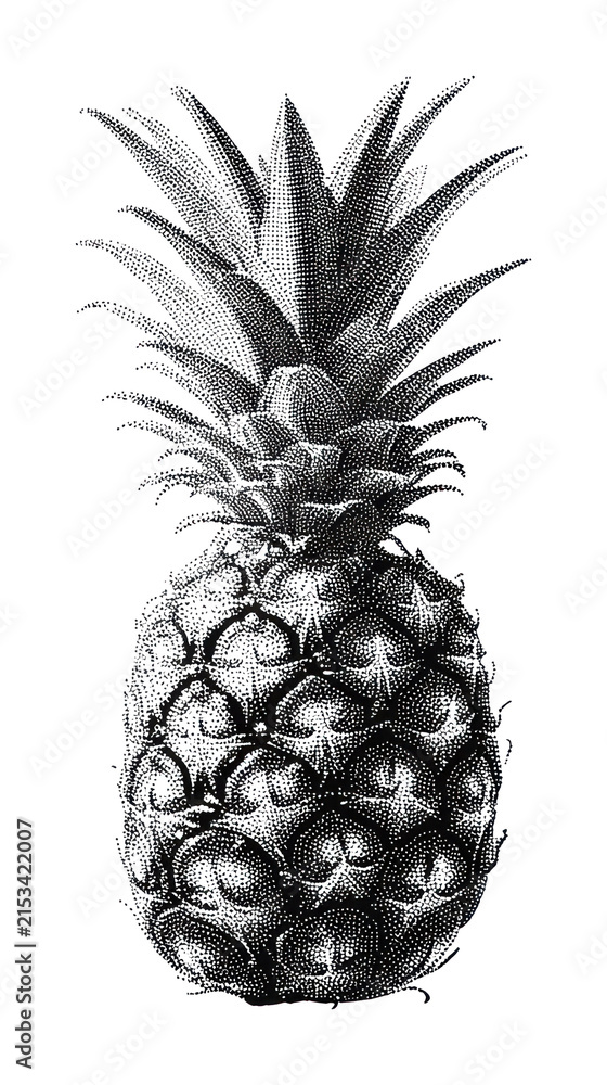 Fototapeta premium PNG Vintage pineapple illustration in black and white.