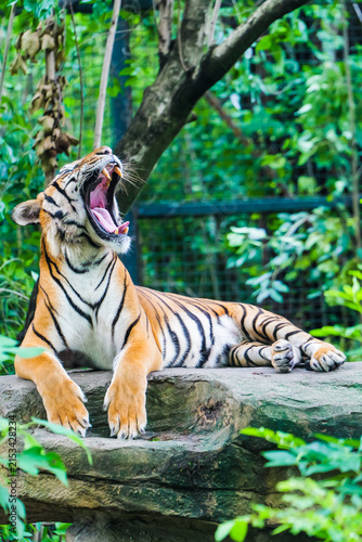 Foto A sleepy tiger caught yawning