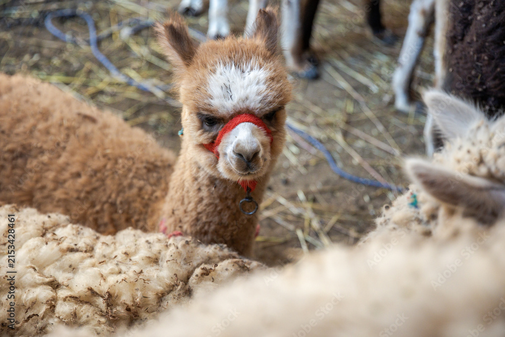 Naklejka premium Alpacas in a textile craft shop, Chincheros in Cusco
