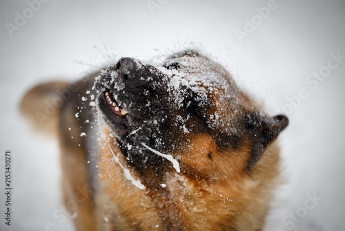 Obraz na plátne German Shepherd dog shaking off snow with drool flying in dynamic motion