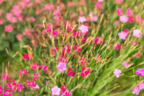 Vibrant pink Dianthus deltoides flowers blooming in a summer garden. Beautiful maiden pink botanical scene under sun.