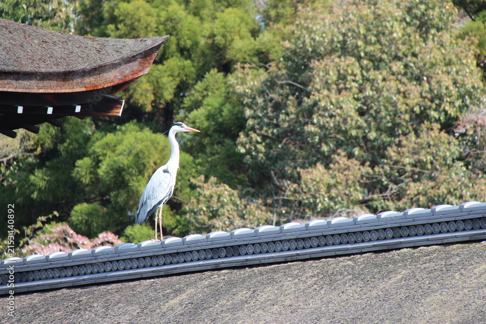 Fototapeta premium grey heron on the roof of a temple in kyoto in japan 