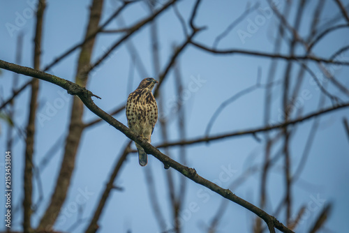 Red Shouldered Hawk perched on a branch