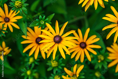 Black Eyed Susan flower in the Garden