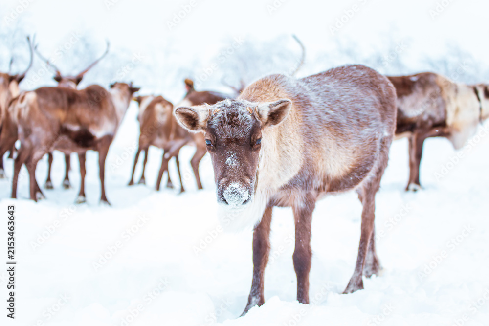 Obraz premium A herd of reindeer wanders through a snowy forest. Life in the Arctic.