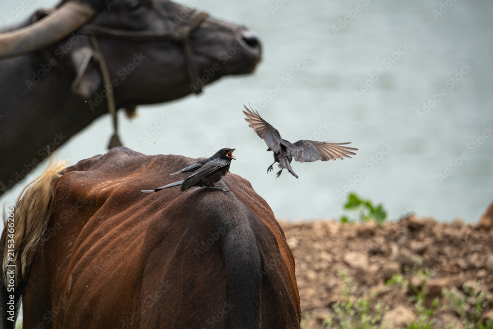 Fototapeta premium Black drongo perched on a grazing water buffalo's back,