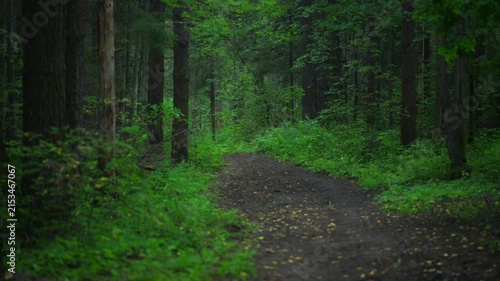 Forest path through dense green trees