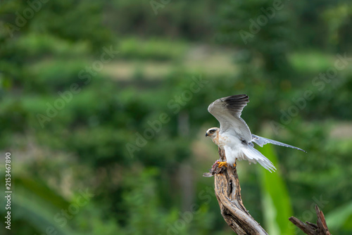 Foto Black-winged Kite Balancing with Prey