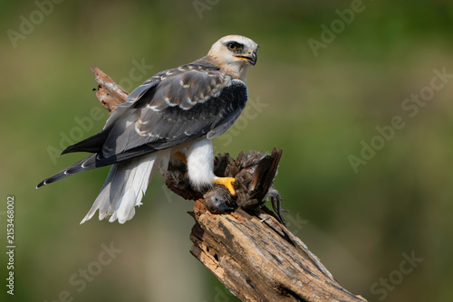 Konstfotografi Alert Black-winged Kite Standing Over Prey