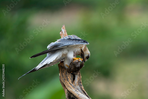 Canvastavla Black-winged Kite Tearing Fresh Catch