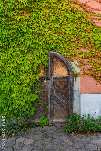 Bild auf Leinwand An old wooden door is nearly overgrown by Boston Ivy (Parthenocissus tricuspidat