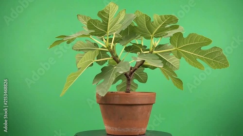 Green fig tree in terracotta pot rotating on chroma key background