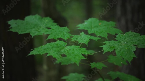 Green maple leaves with rain drops in forest