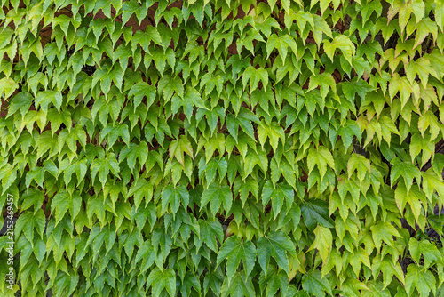 Climbing plant Bosten Ivy (Parthenocissus tricuspidata), also called Japanese creeper in full frame