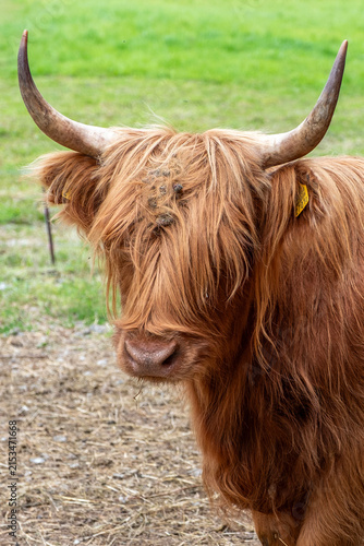 Majestic Highland Cow Portrait