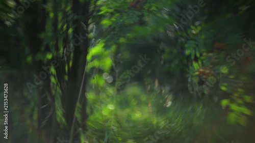 Abstract green forest portal with dreamy bokeh