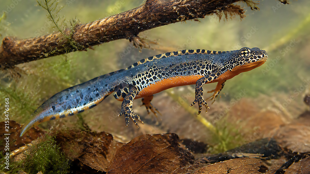 Fototapeta premium Alpine Newt (Ichthyosaura alpestris) in Its Natural European Alpine Habitat